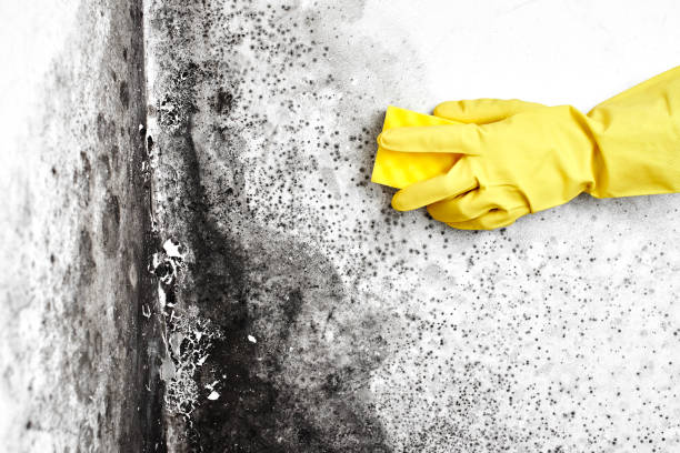 Best Insurance-Related Mold Remediation in Winthrop, MN