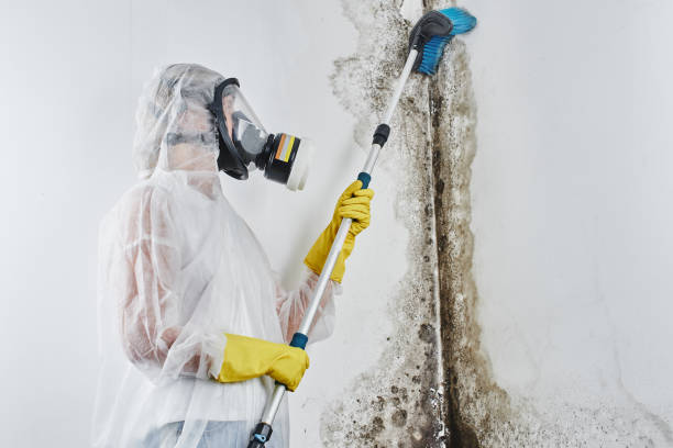 Best Black Mold Remediation in Winthrop, MN